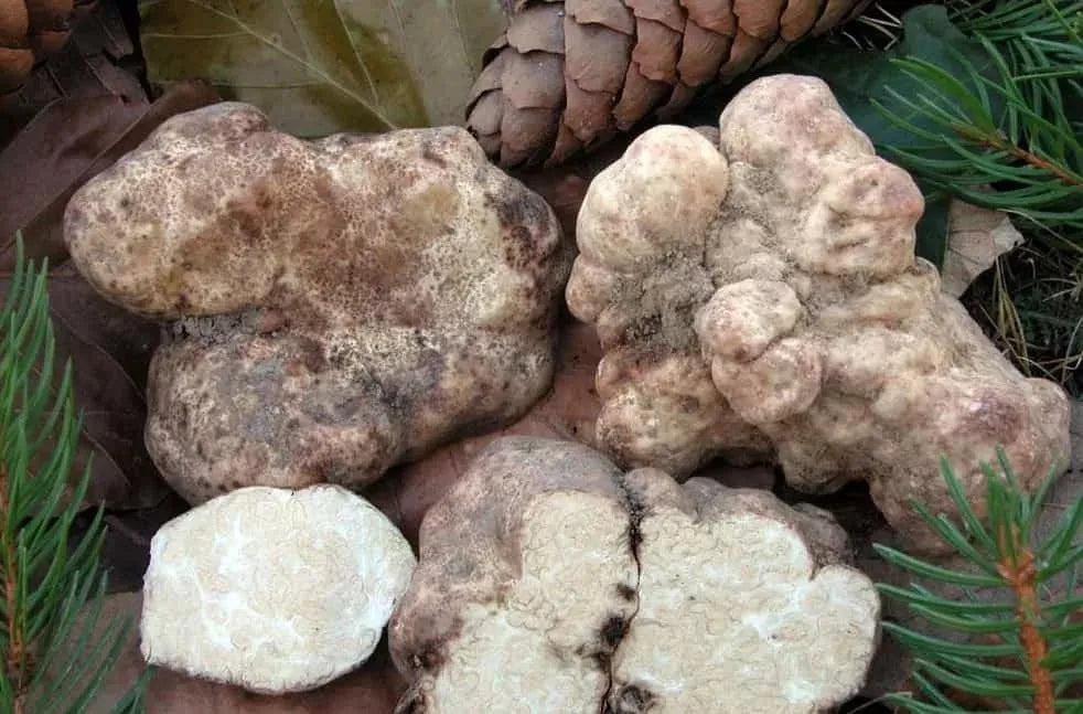 Pons Extra Virgin Olive Oil with White Truffle (125ml)